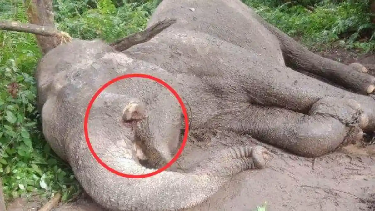 Viral Gajah Mati di TN Tesso Nilo Riau Diduga Diracun, Kondisi Gading Kirinya Terpotong dan Hilang
