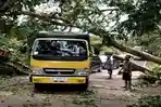 Pohon Tumbang Tutupi Jalan Lintas Prabumulih-Muara Enim, Arus Lalu Lintas Macet 2 Kilometer