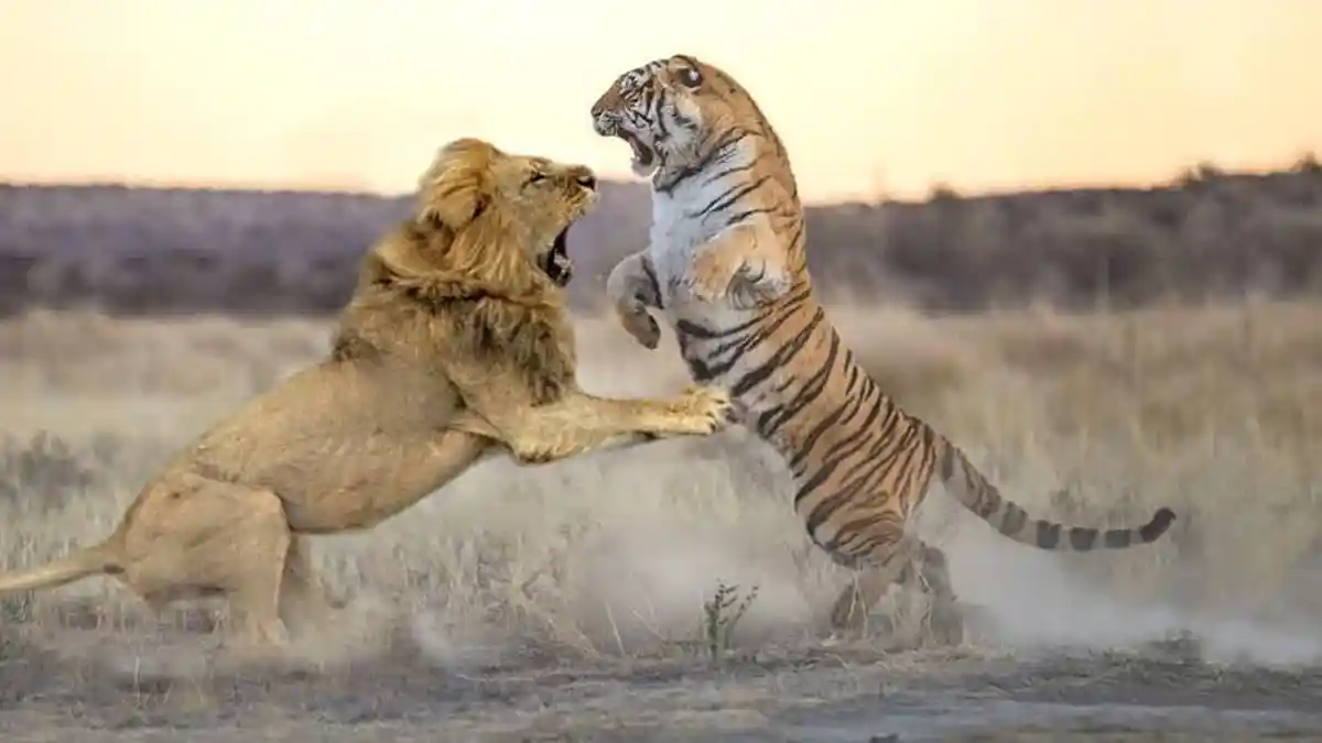 Alasan Singa Jadi Raja Hutan Bukan Harimau Meskipun Lebih Kuat