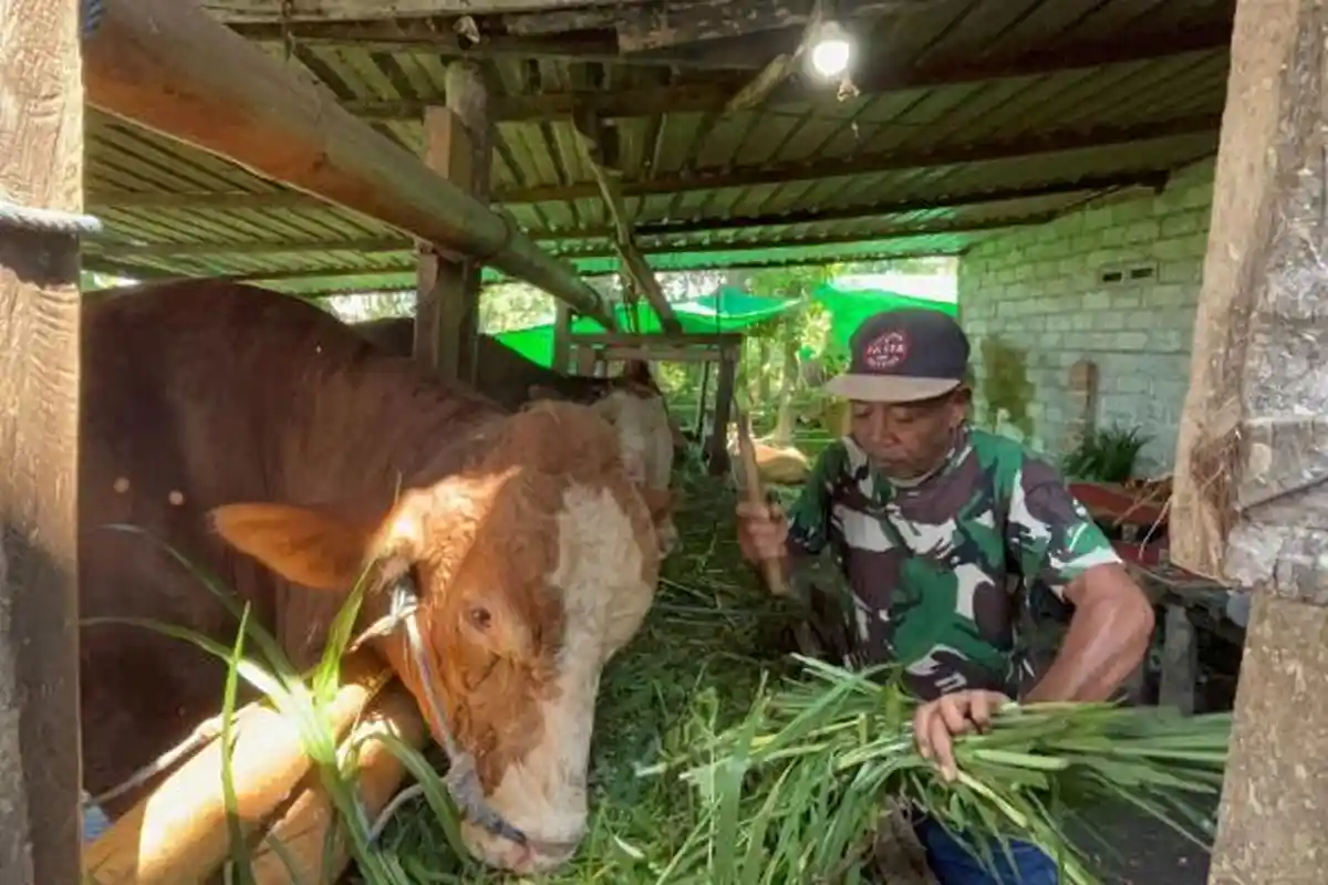 Dogong, Sapi Kurban Pilihan Presiden Prabowo di Lombok Timur dengan Berat 875 Kilogram