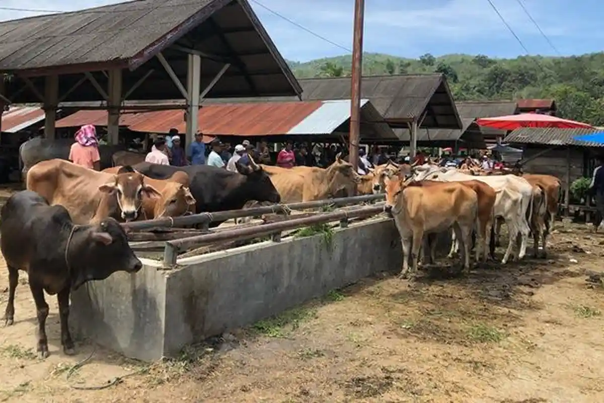 Harga Sapi di Pasar Ternak Palangki Sijunjung Capai Rp20 Juta, Diprediksi Naik Jelang Iduladha