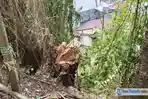 Fia Kadir Mahasiswi Poltekkes Manado Meninggal Usai Tertindih Pohon Kapok Tumbang di Dendengan Luar