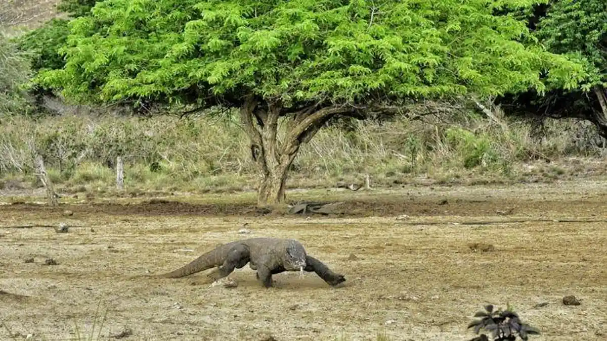 Kemenhut Bakal Kembangkan Konservasi Komodo di Luar TNK 