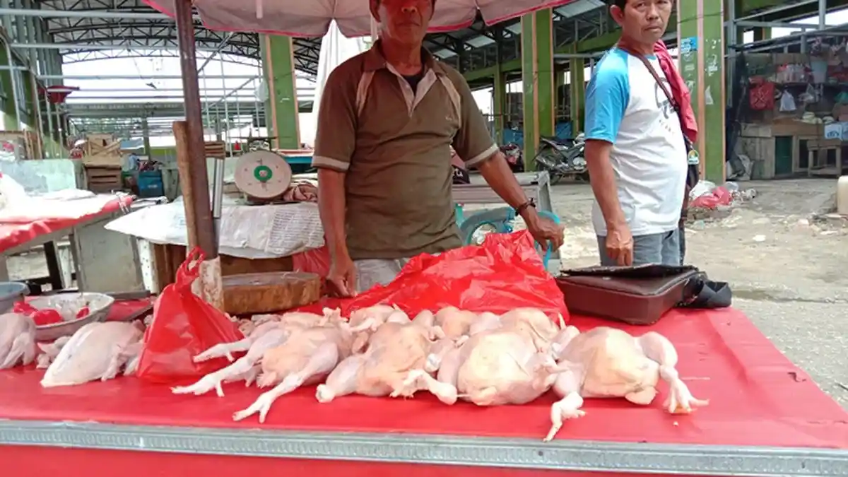 Harga Daging Ayam di Pasar Pangkalpinang Rp 33.000 - Rp 35.000 Per Kilogram