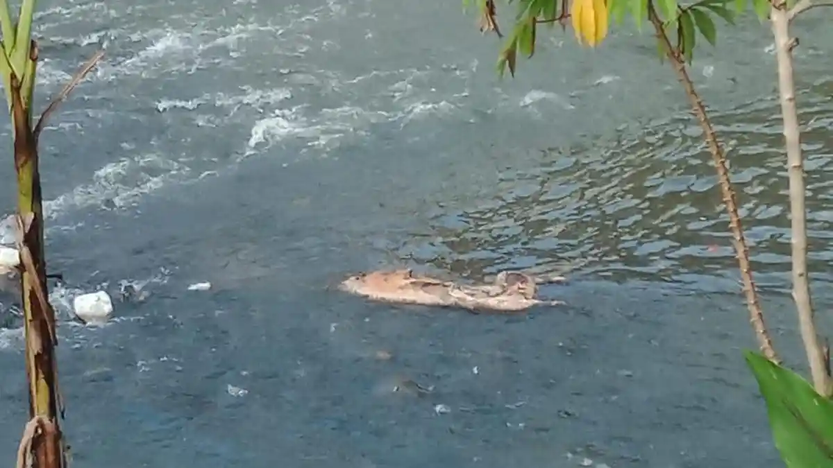 Warga Toraja Utara Temukan Bangkai Babi di Sungai, Pemkab: Harusnya Dikubur!