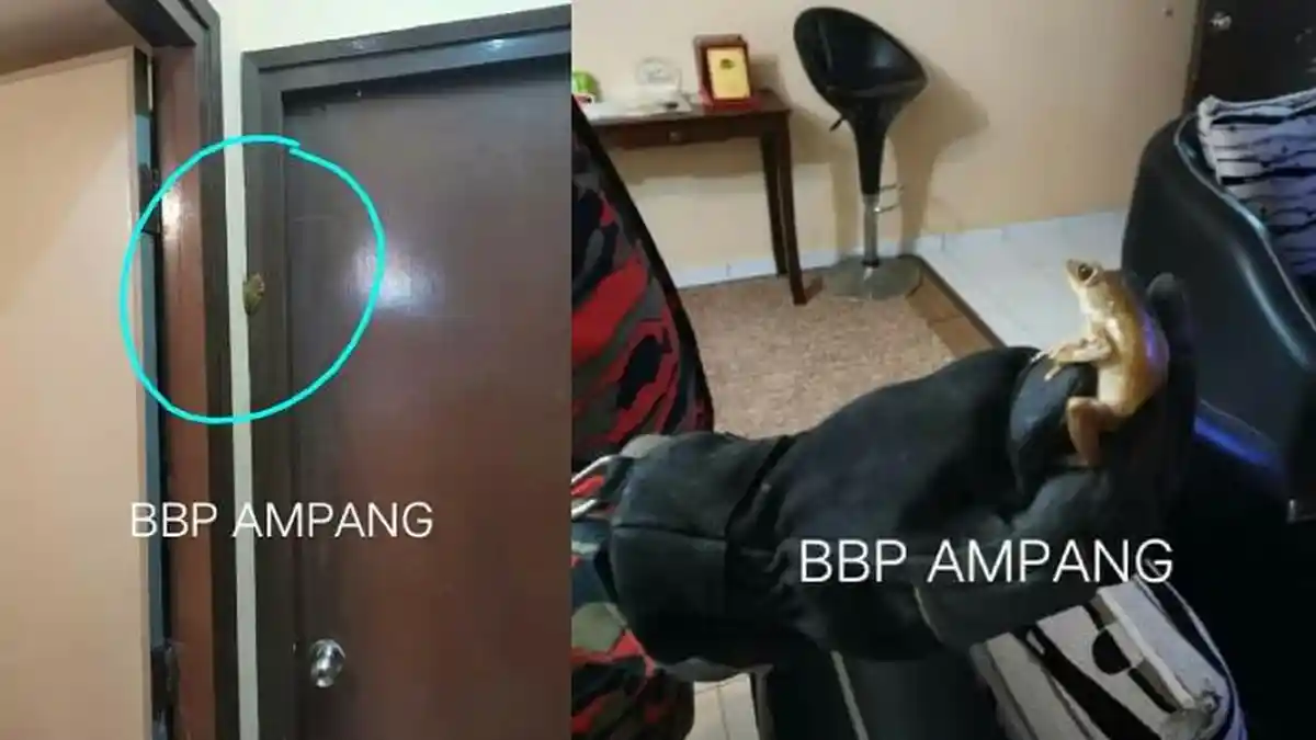 Viral, Perempuan Ini Panggil Pemadam Kebakaran Malam-malam untuk Tangkap Katak di Kamarnya