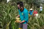 priyo-tri-laksono-saat-melaksanakan-panen-jagung.jpg