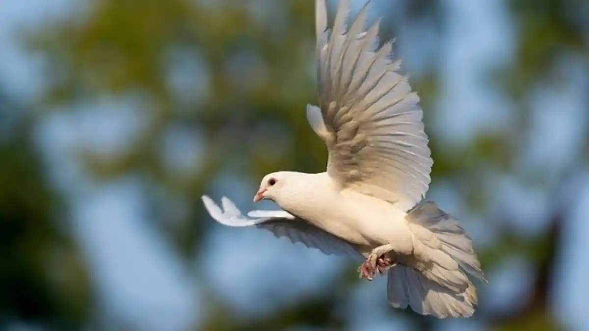 8 ARTI Mimpi Burung Merpati yang Merupakan Pertanda Baik, Rezeki dari Pekerjaan akan Segera Datang