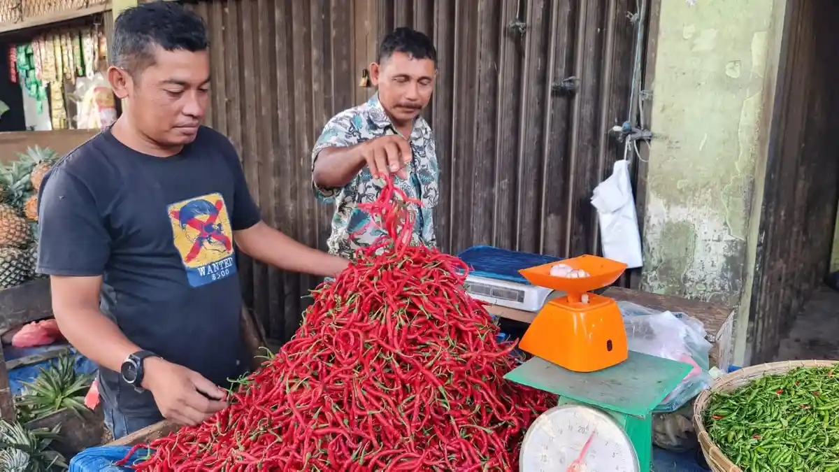 Harga Cabai Merah di Pidie dan Pidie Jaya Turun Akibat Pasokan Luar Daerah dan Petani Lokal
