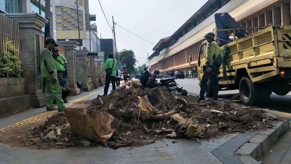 Pohon-pohon Ditebang di Trotoar Cikini, Warga Keluhkan Panas dan Gersang