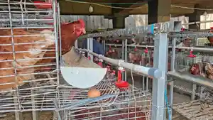 Peternakan-Ayam-Petelur-di-Sukmajaya.jpg