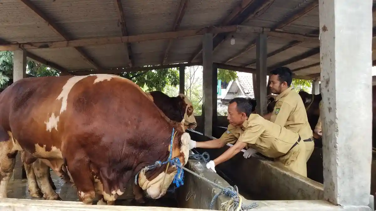 VIDEO Penampakan Sapi Kurban Milik Jokowi Berbobot 1,2 Ton Seharga Rp 90 Juta