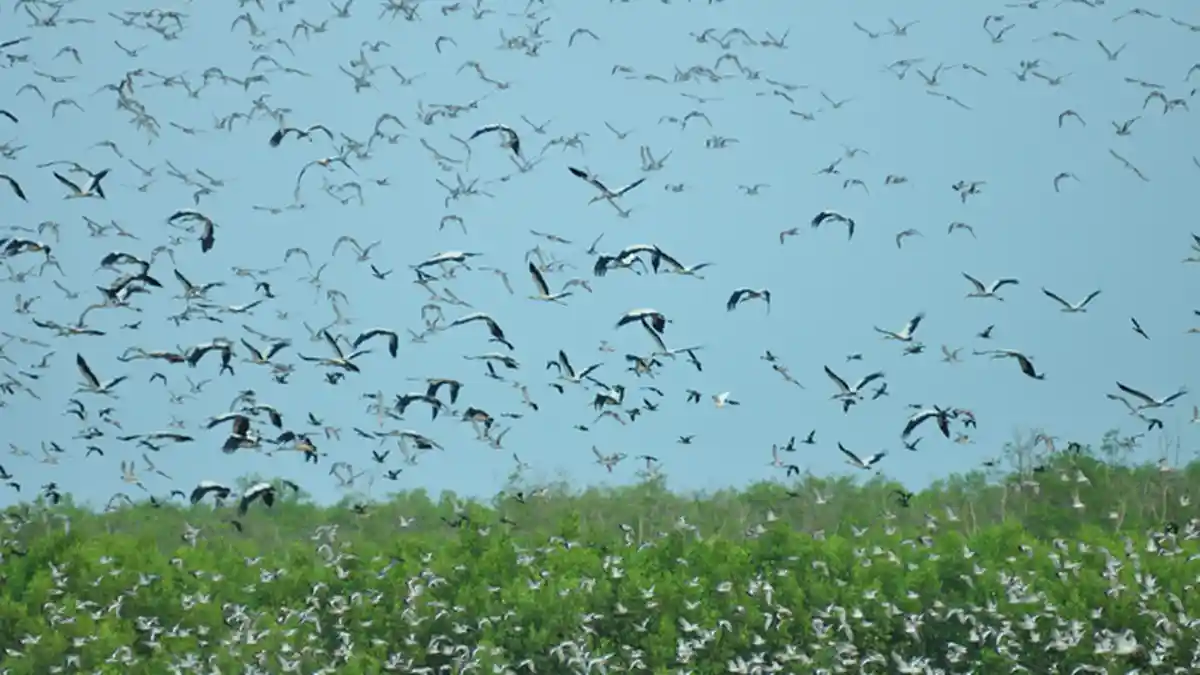 Taman Nasional Sembilang Sumsel, Saksi Keindahan Burung Migran