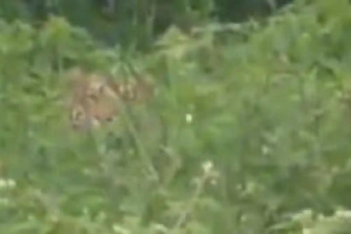 Konflik dengan Harimau di Pasaman, BKSDA Sumbar Pasang Perangkap yang Kedua Hari Ini