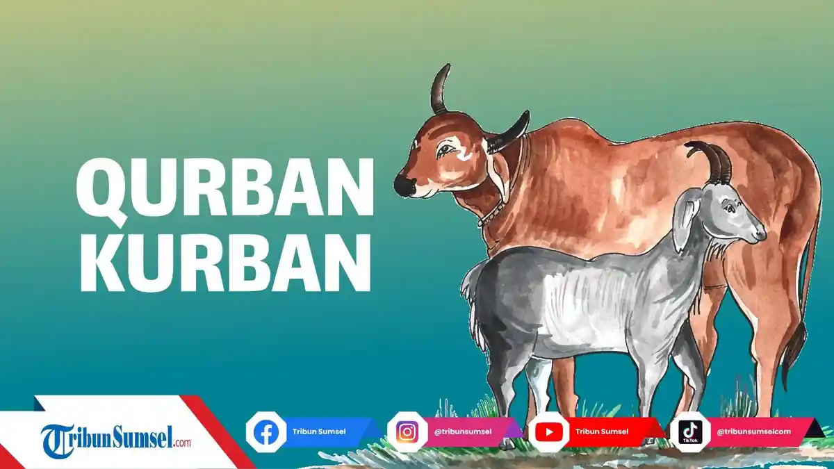 Apakah Hewan Kurban yang Dipotong Secara Syariat Islam Merasakan Sakit? Ini Penjelasannya