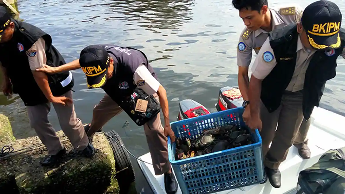 176 Kepiting Bertelur Dilepasliarkan di Pulau Kaget, Muara Sungai Barito - pelepasliaran-kepiting-bertelur_20160420_151300.jpg
