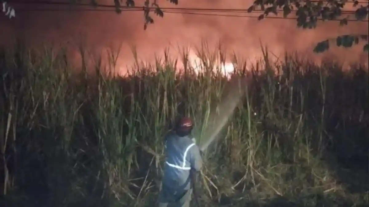 Bakar-bakar Sampah Merembet, 1,5 Hektare Lahan Tebu di Jombang Ikut Dilalap Api