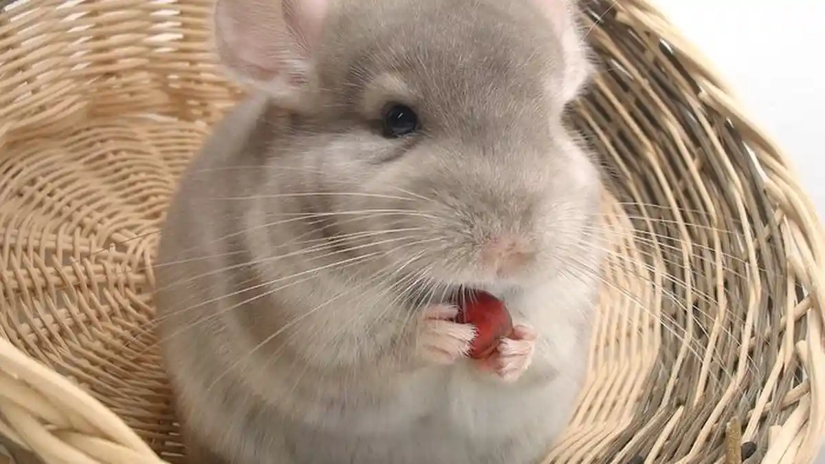 Bulunya 30 Kali Lebih Halus dari Rambut Manusia, Inilah si Imut Chinchilla