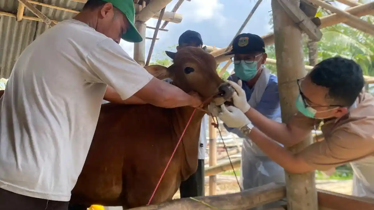 Sidak Hewan Kurban di Bondowoso, Disnakkan Pastikan Sapi dan Domba Sehat Jelang Idul Adha