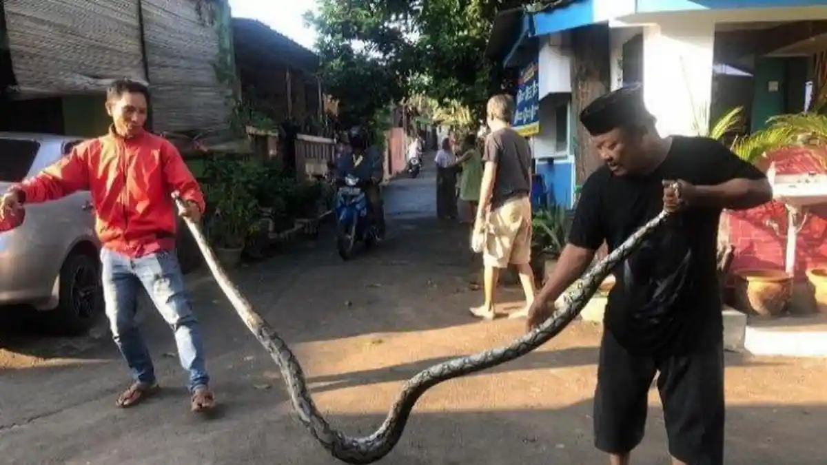 Penemuan Karung Bergerak Gegerkan Warga, Ternyata Isinya Ular Sepanjang 4 Meter
