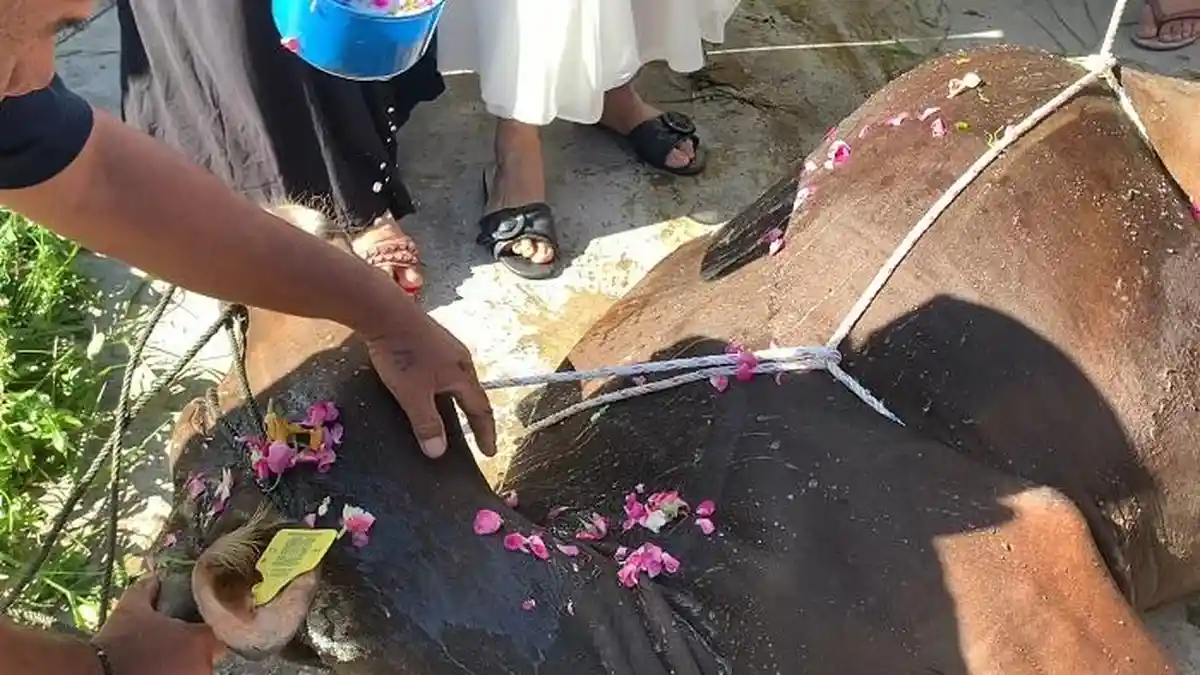 Kurban Unik di Kota Padang, Sebelum Disembelih Sapi Dimandikan Air Bunga, Dibedak dan Disisir