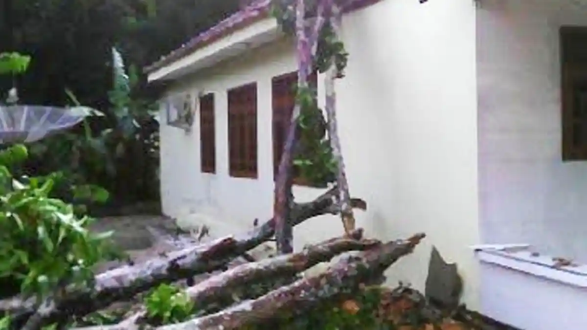 Acung dan Cucunya Tak Sempat ke Luar Saat Pohon Duku Ambruk Menimpa Rumah