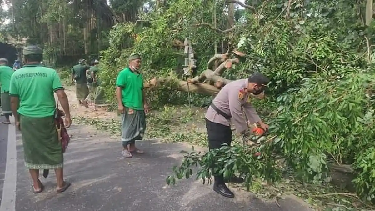 4 Pohon di Jalan Monkey Forest Ubud Tumbang, Akses Lalu Lintas Sempat Terganggu