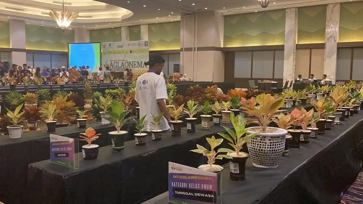 Memukau! Ratusan Aglaonema dari Bebagai Daerah Adu Keindahan di Botani Square Bogor