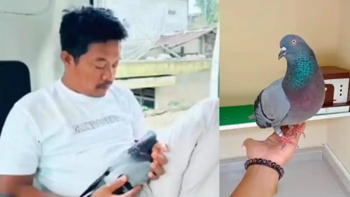 Grendasebah Mati, Begini Perlakuan Haji Lukman Saat Makamkan Merpati Kolong Legenda Asal Pekalongan