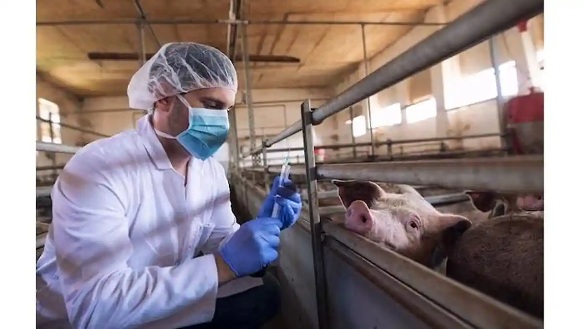 Perbedaan Flu Babi H1N1 dengan Demam Babi Afrika atau ASF