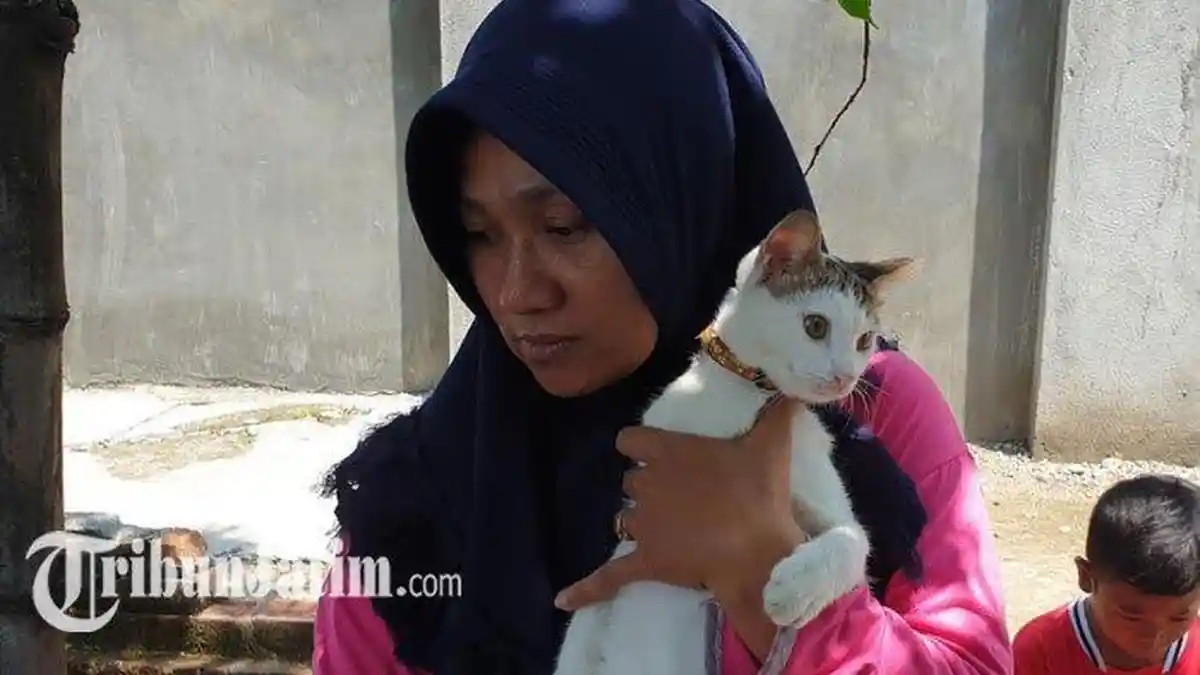 Kucing Rumahan 3 Kali Lindungi Satu Keluarga di Mojokerto dari Teror Ular Kobra