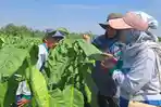 Produksi Tembakau di Kabupaten Malang Meningkat, Hampir di Seluruh Kecamatan Ikut Membudidaya