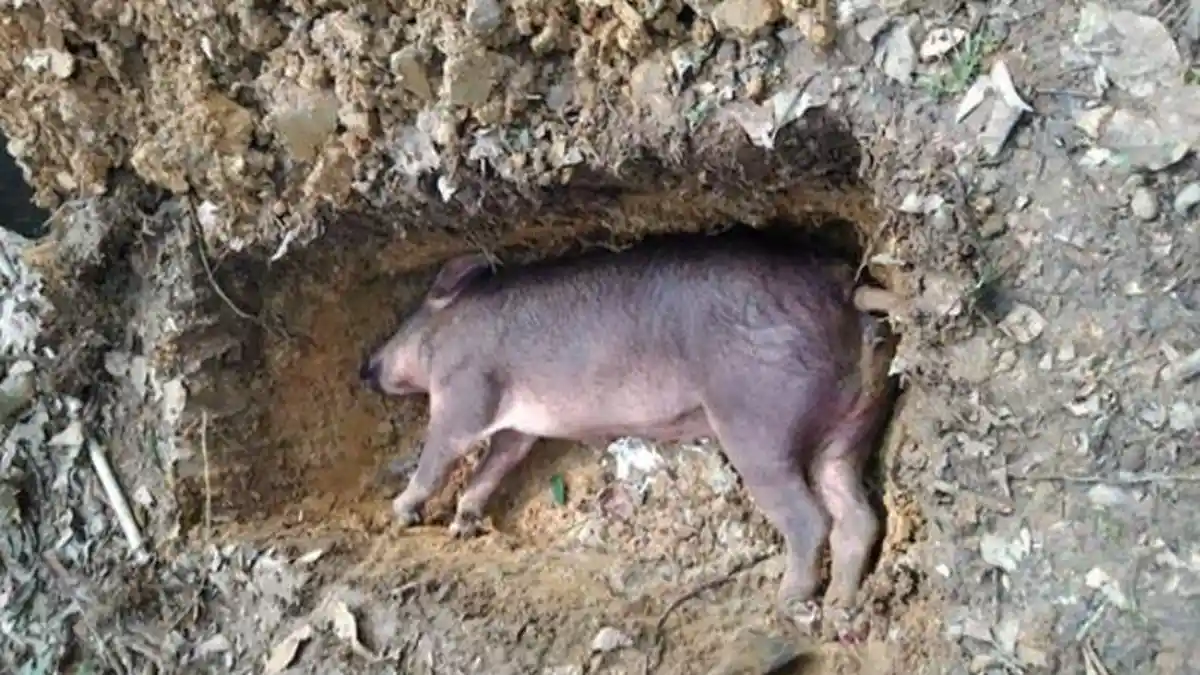 Warga Boleng Manggarai Barat Diduga Konsumsi Daging Babi Terjangkit ASF
