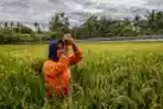 Petani Pasang Jaring Benang Untuk Ngusir Hama Burung