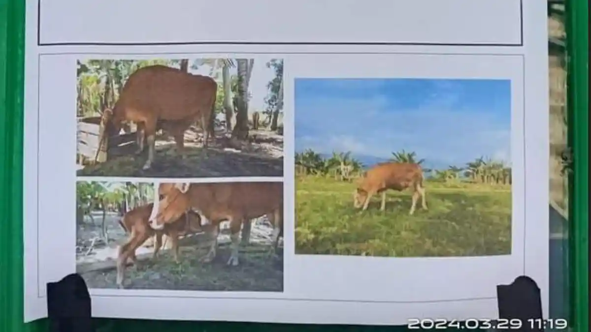 Warga Segerang Polman Resah, Sapinya 2 Ekor Dicuri dan Rugi Puluhan Juta