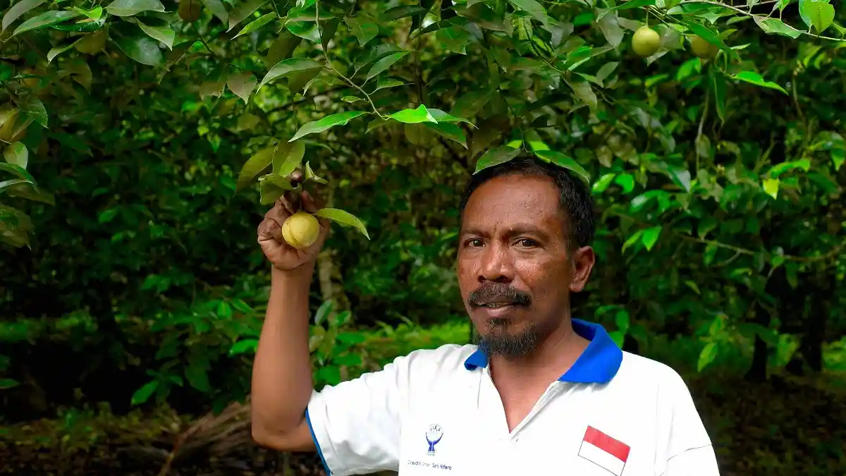 Dominggus Nones, Petani Pala Beromzet Rp 31,5 Miliar