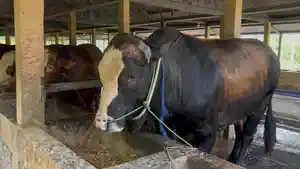 sapi-limousin-palin.jpg