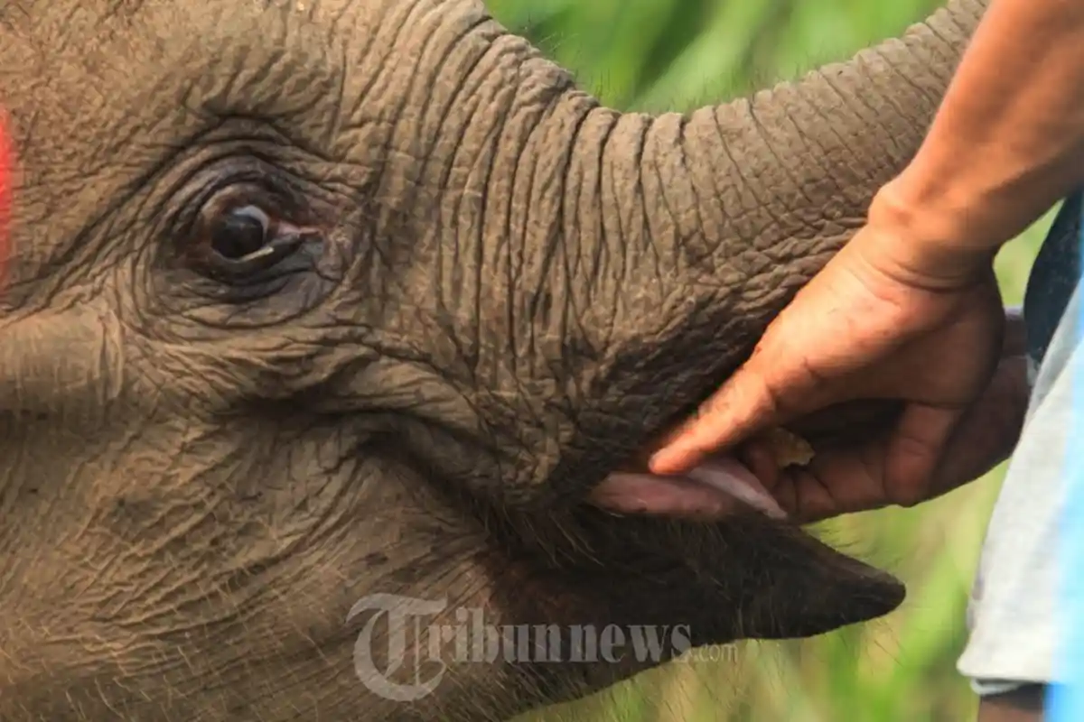 12 Gajah Masuk Pemukiman Warga, 1 Gajah Gigit Warga, Saridi: Emosi Gajah Sedang Tidak Stabil