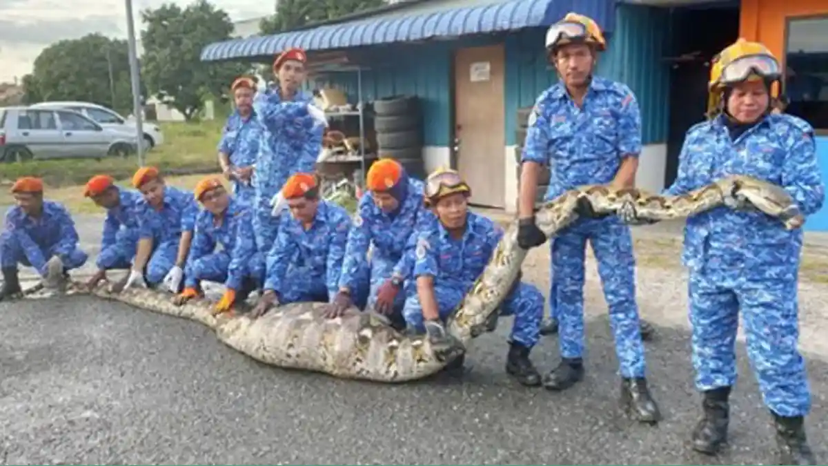 Ular Piton Makan Anak Sapi, Petugas Tak Kesulitan Menangkapnya, Tapi Kerepotan Saat Mengangkat