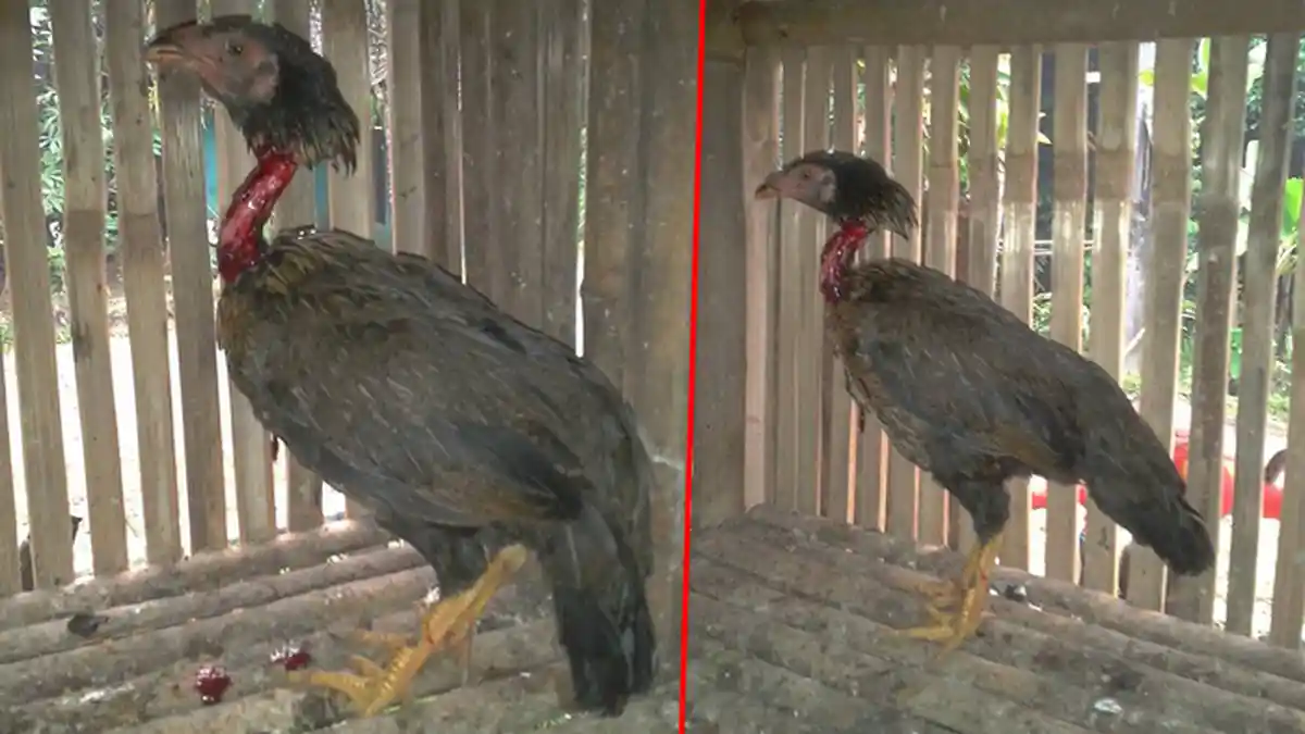 Mau Bakar Ayam Nyaris Gagal, Pemilik Panik Lihat Kondisi Hewan Ini Saat Disembelih