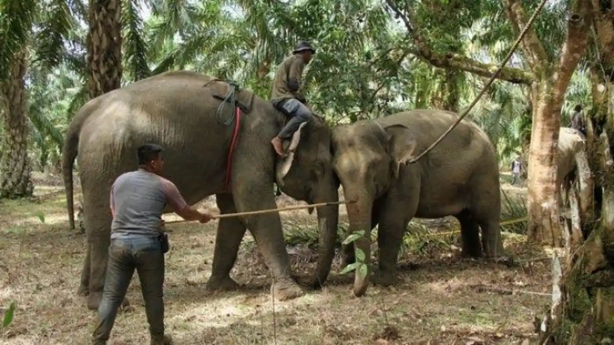 Kenali Hewan Terkuat di Dunia, Termasuk Gajah hingga Semut