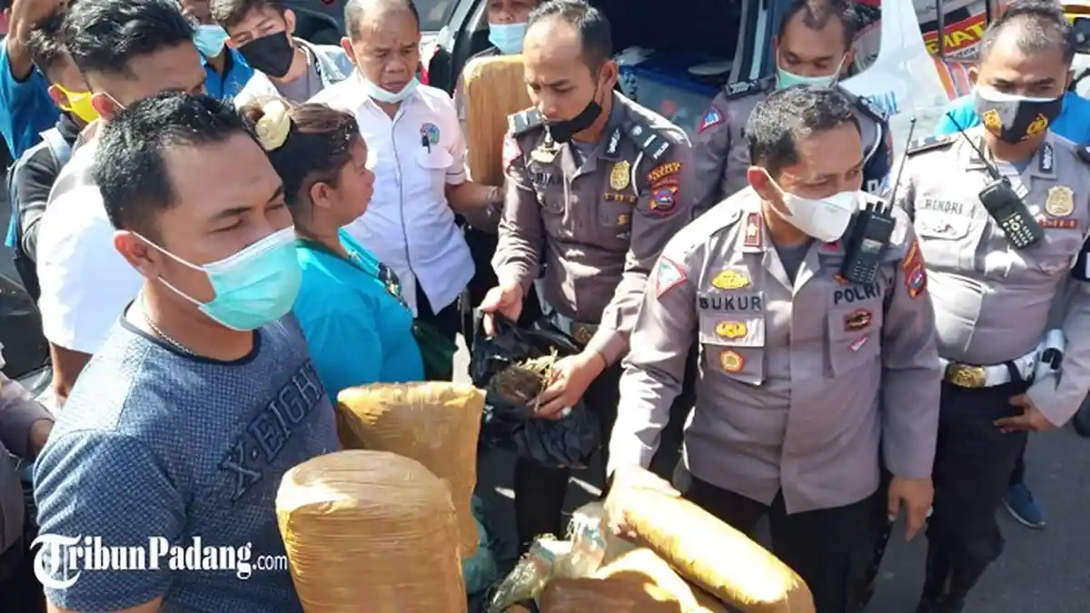 BREAKING NEWS - Polantas Cegat Terduga Kurir Ganja di Padang, BB Terbungkus Mirip Batu Bata