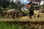 Jasa Bajak Sawah Menggunakan Kerbau