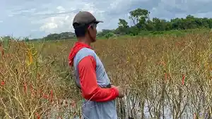 Lahan-cabai-petani-di-Bantul-terendam-banjir.jpg