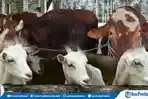 Hewan-Kurban-dan-Ketentuan-Jenis-Kelamin.jpg