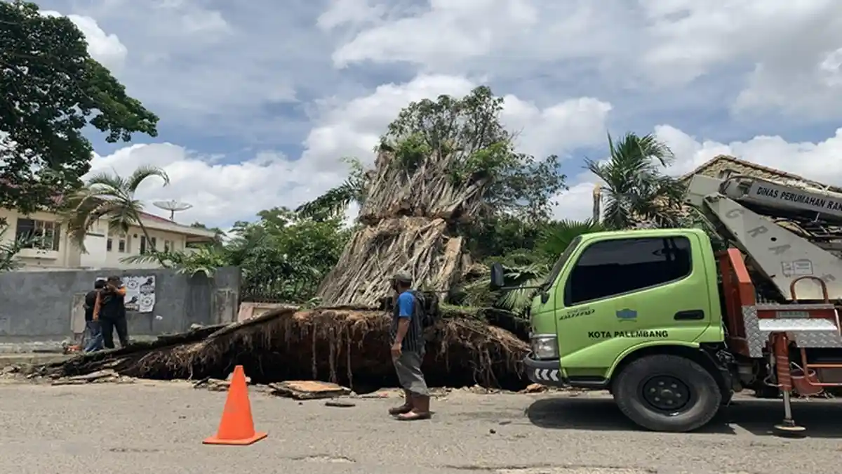 Cuaca Buruk Terpa Palembang, Satu Pohon Beringin Raksasa Tumbang Timpa Rumah Warga