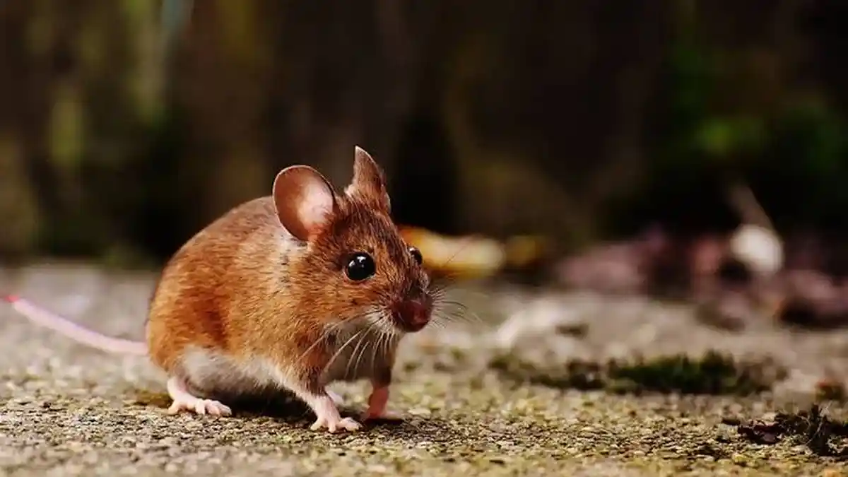 14 Arti Mimpi Tikus Menurut Primbon Jawa, Mimpi Digigit Tikus Ada Konfik, Mimpi Bertemu Tikus Putih?