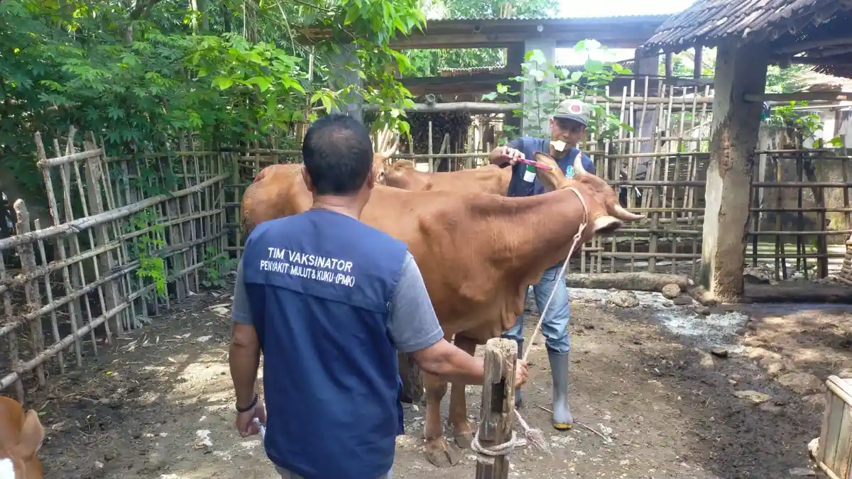 Puluhan Sapi di Tempurejo Jember Terjangkit PMK di Musim Hujan, Banyak Diantaranya Mati
