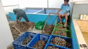 kerang-darah-labuan-bajo.jpg