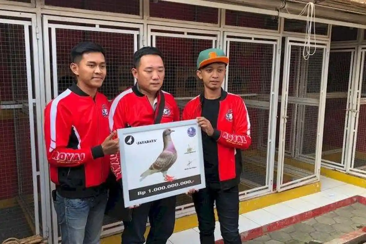 Aristyo Mendadak Jadi Jutawan karena Burung Merpati 'Jayabaya' yang Dipercaya Memiliki Keistimewan
